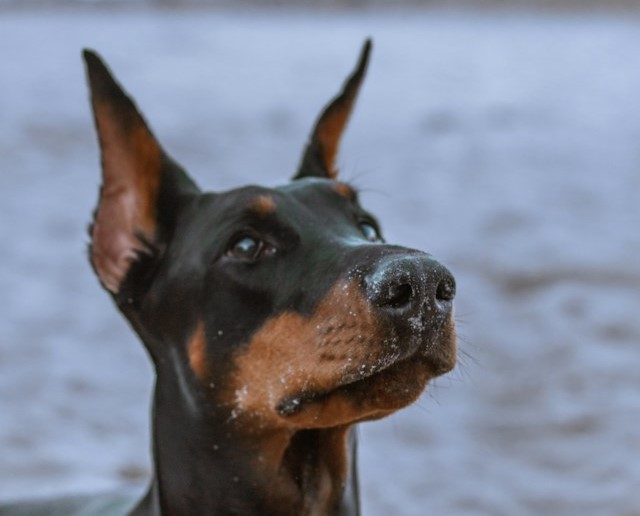 10-dog-breeds-to-avoid-with-children-at-home